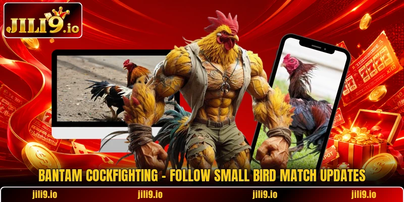 Bantam Cockfighting - Follow Small Bird Match Updates