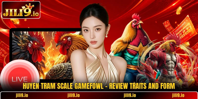 Huyen Tram Scale Gamefowl - Review Traits And Form