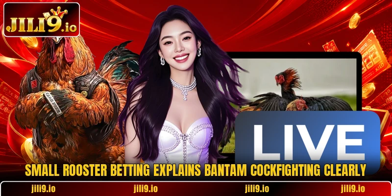 Small rooster betting explains Bantam cockfighting clearly